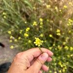 Hirschfeldia incanaFlower