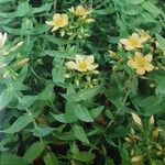 Hypericum reflexum