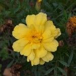 Tagetes erectaപുഷ്പം