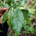 Rudgea cornifolia Folha