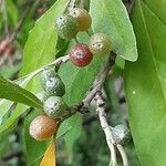 Elaeagnus umbellata Frucht