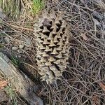 Pinus coulteri Fruit