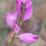Polygala nicaeensis Fula