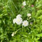 Achillea ptarmicaCvet