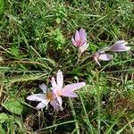 Colchicum alpinum花