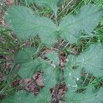 Heracleum sibiricumLeaf