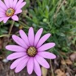 Dimorphotheca jucunda Çiçek