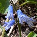 Brimeura amethystina Flor