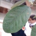 Cotoneaster coriaceus Hoja