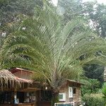 Dypsis decaryi Агульны выгляд