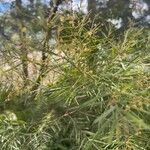 Acacia boormanii Leaf