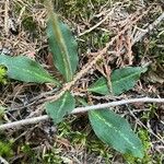 Goodyera oblongifolia Leaf