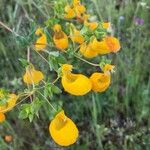 Calceolaria integrifolia花