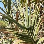 Arundo donax Leaf