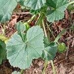 Malva neglecta 葉