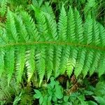 Polystichum aculeatum Blad