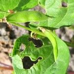 Rhynchosia minima Fruit