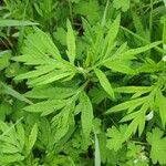 Artemisia annua List