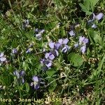 Viola pyrenaica Hábito