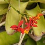 Epidendrum radicansЦвят