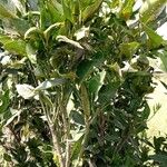 Citrus × aurantium Folha