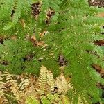 Dryopteris intermedia Liść