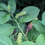 Phytolacca acinosa Habit