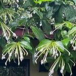 Posoqueria latifolia Bloem