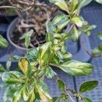 Coprosma repens List