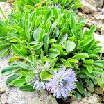 Globularia meridionalis Leaf