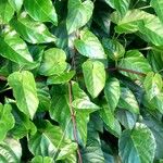 Cissus repens Fulla