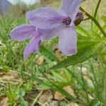 Cardamine pentaphyllos Квітка