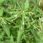 Epilobium ciliatum पत्ता