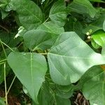 Erythrina amazonica Yaprak