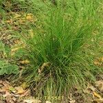 Carex distachya Habit