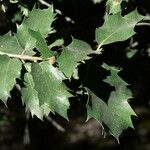 Quercus chrysolepis Yaprak