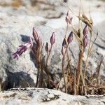 Allium parciflorum പുഷ്പം