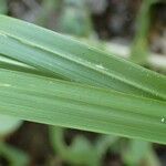 Achnatherum calamagrostis Ліст