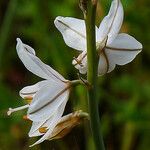 Asphodelus ayardii Квітка