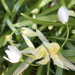 Allium paradoxumFlower