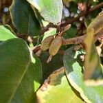 Elaeagnus pungens Fruit