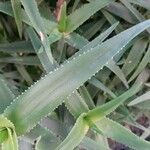 Aloe striatula ᱥᱟᱠᱟᱢ