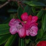 Rhododendron pachytrichum Λουλούδι