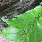 Ligustrum robustum Hoja