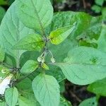 Solanum nigrum Folla