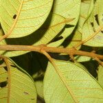 Vochysia ferruginea Leaf