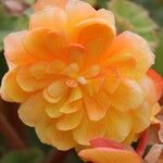 Begonia sutherlandii Flower