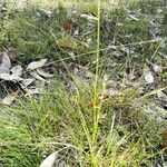 Juncus trifidus Yaprak