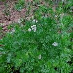 Coriandrum sativum 整株植物