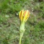 Scorzonera humilis Fleur